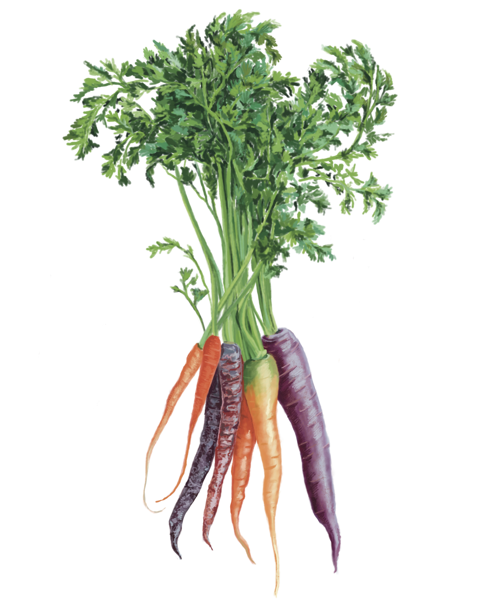 Carrots Kara Amoruso