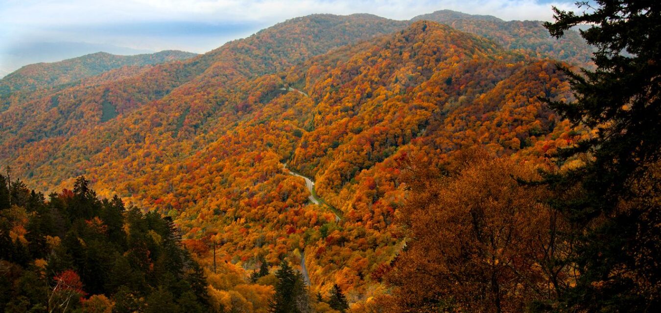 A highway snakes up a group of mountains bathed in orange, yellow, and red trees under a blue sky among the Smokies in Sevierville, Tennessee.
