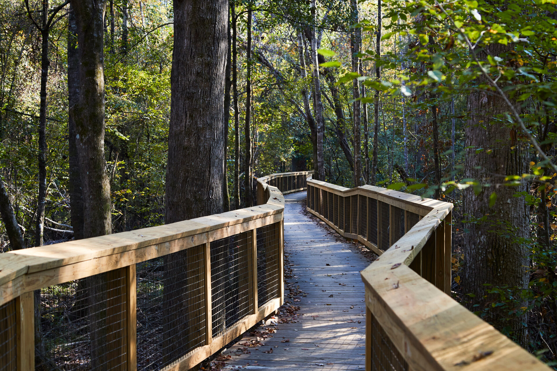 Congaree National Park in the South Carolina Midlands