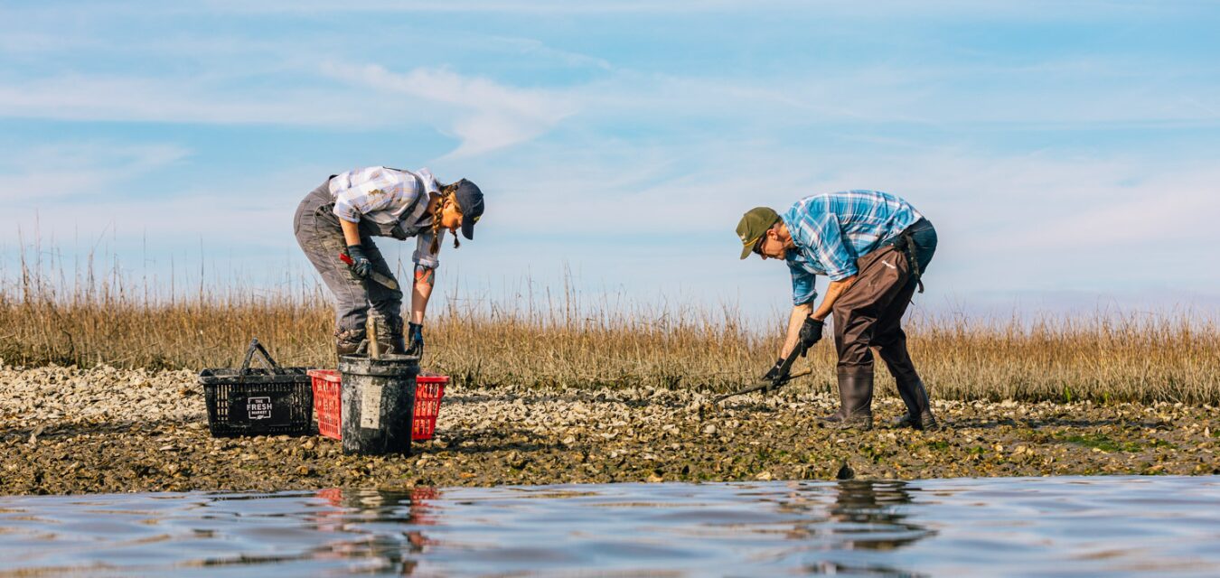 Dean Neff & Ana Shellem harvesting oysters by Baxter Miller North Carolina seafood