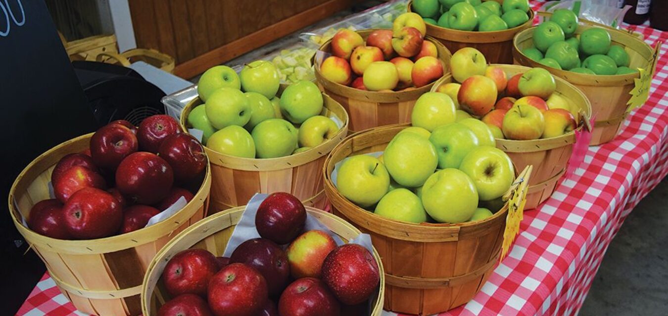 Bushels of different varieties of apples are stacked in wooden baskets on a red gingham tablecloth at Millstone Creek Orchards in Randolph County, North Carolina.