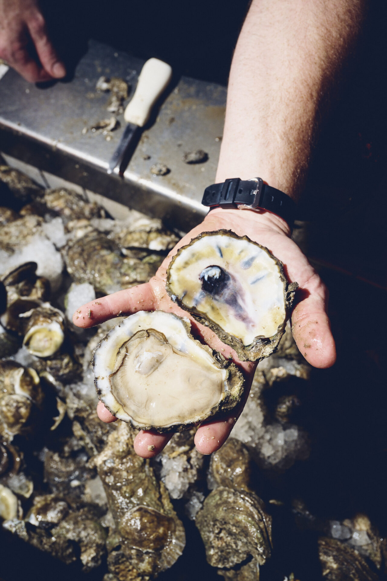 Fresh Oyster Superior Seafood Cory Fontenot