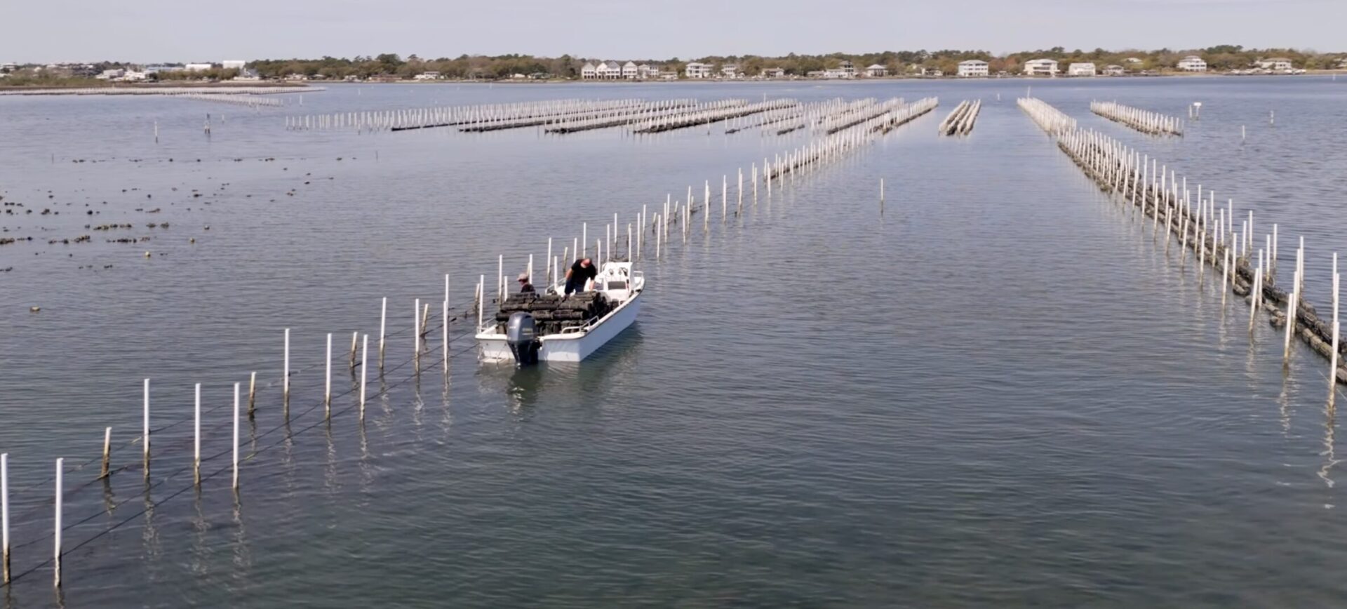 N. Sea Oyster Company