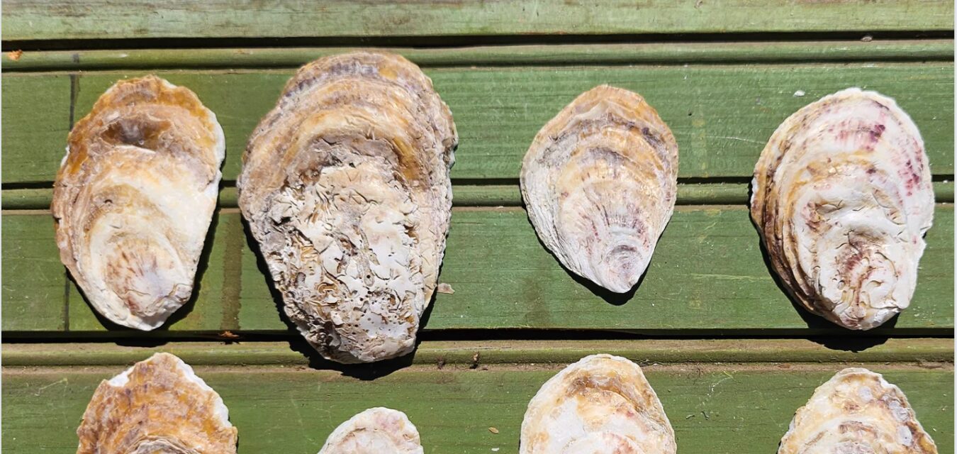 TLP Featured Image T