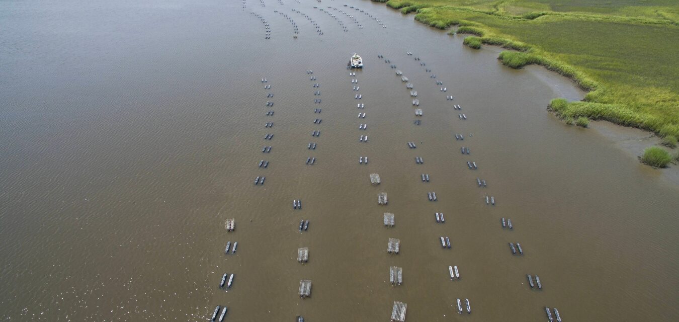 lowcountry oyster co