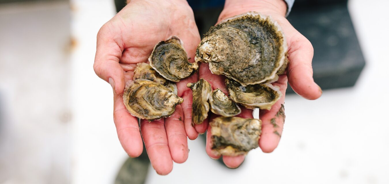 TLP Featured Image T