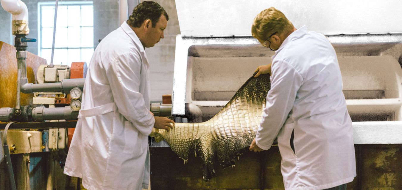 Making alligator leather image courtesy of Zach Wolfe Milan Louisiana Alligator featured image