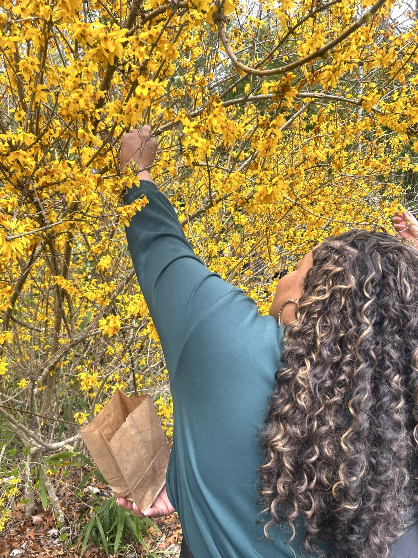 Foraging Grand Bohemian Lodge Asheville