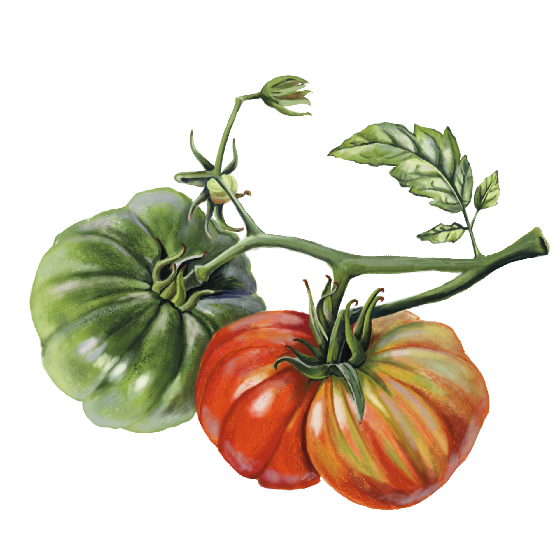 Heirloom Tomato (with leaves) Kara Amourso