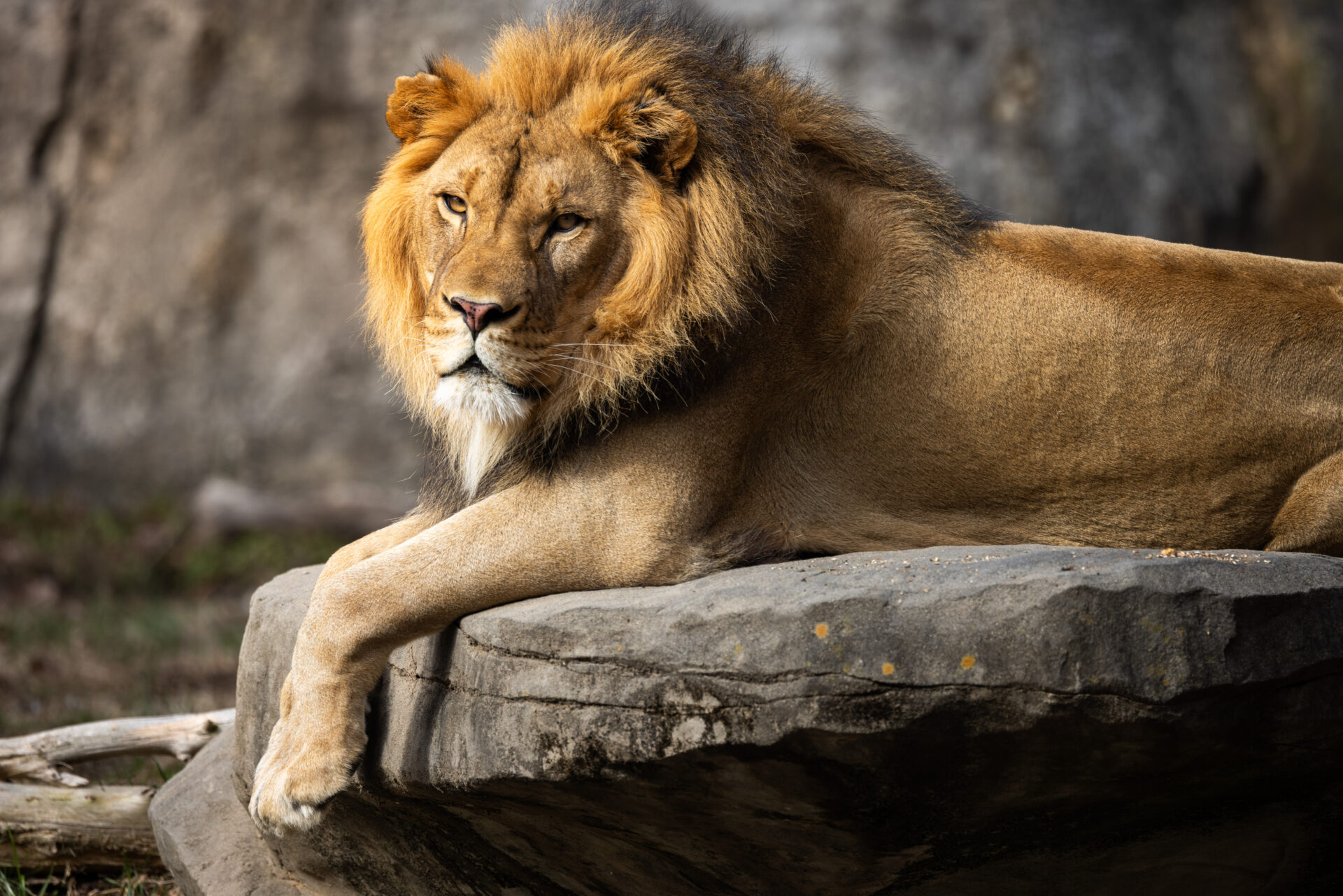 Haji at NC zoo