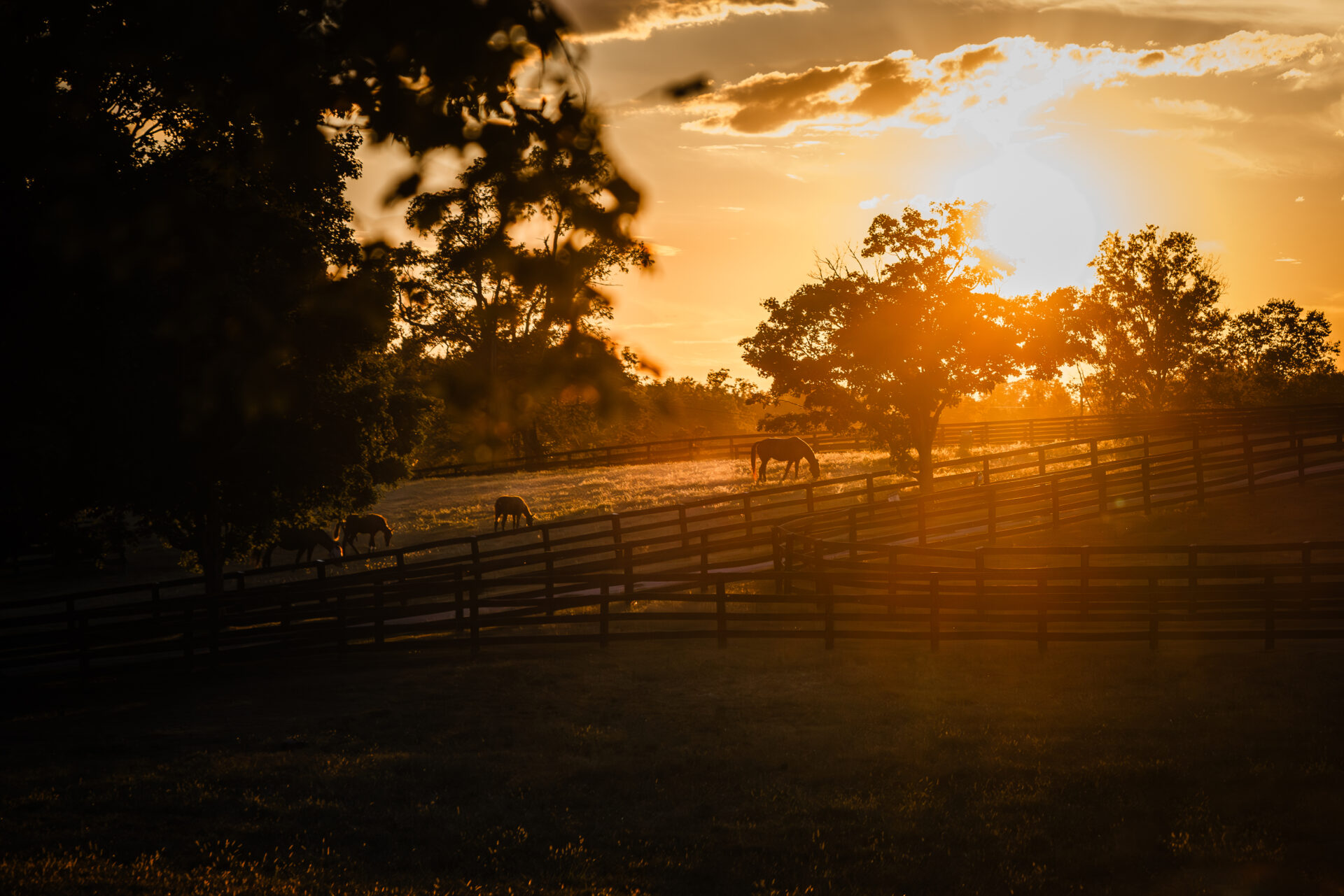 Lexington Kentucky landscape