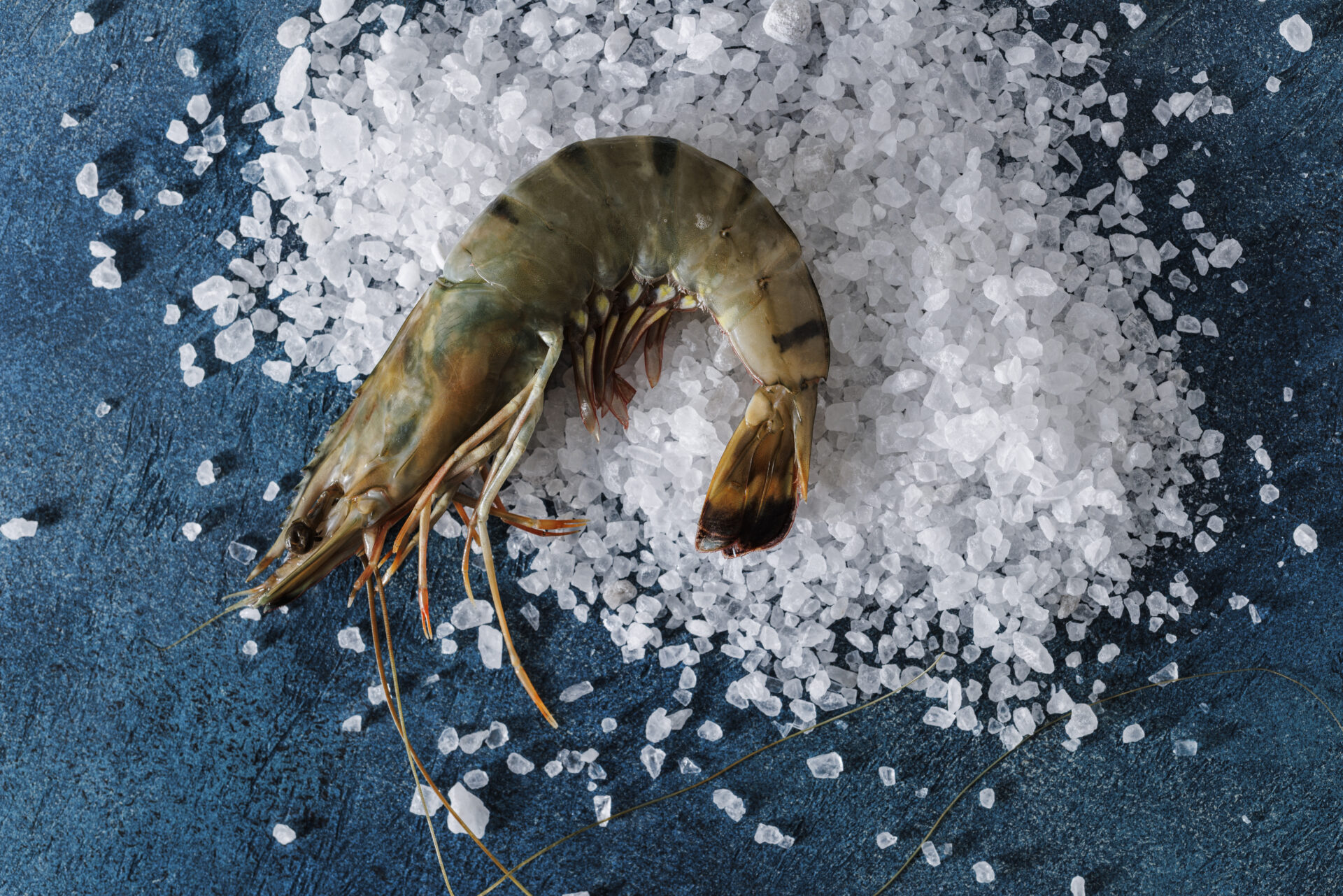 Shrimp Image courtesy of Forrest Clonts