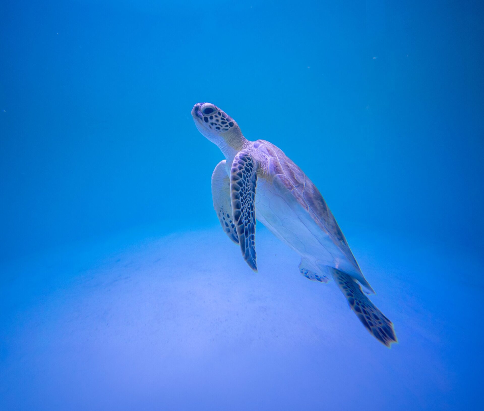 Sea Turtle Inc in South Padre Island