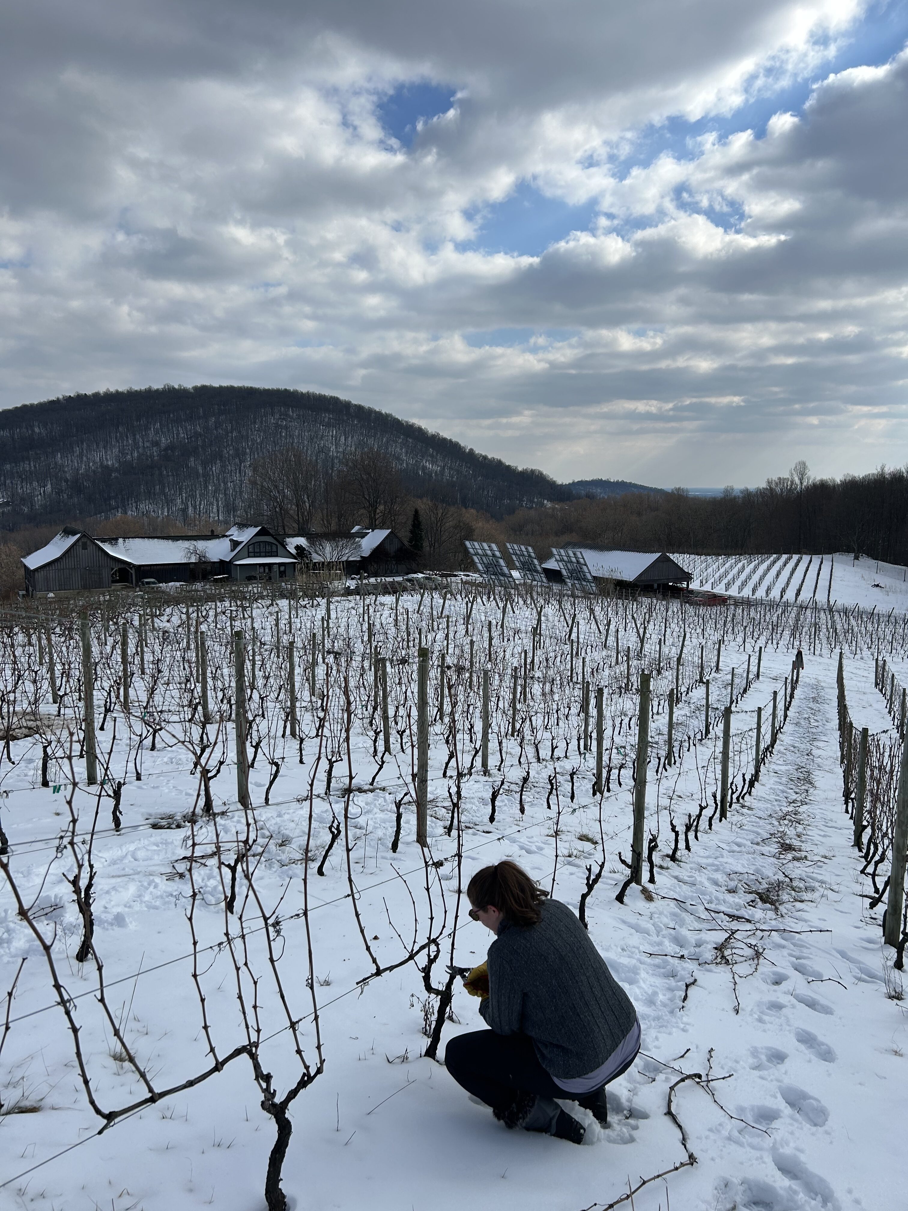 Linden Vineyard Freeze