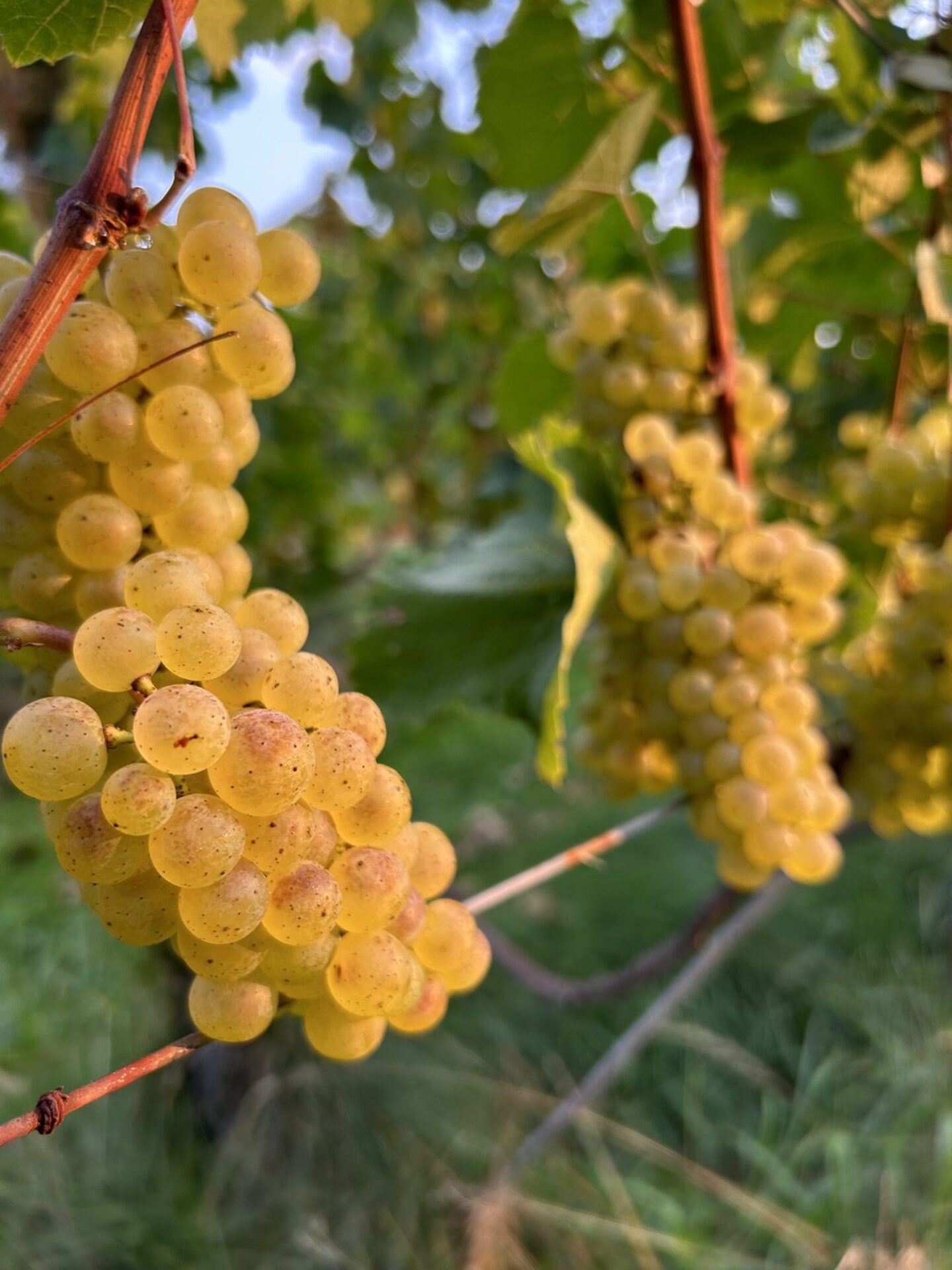 Linden Vineyard Grapes