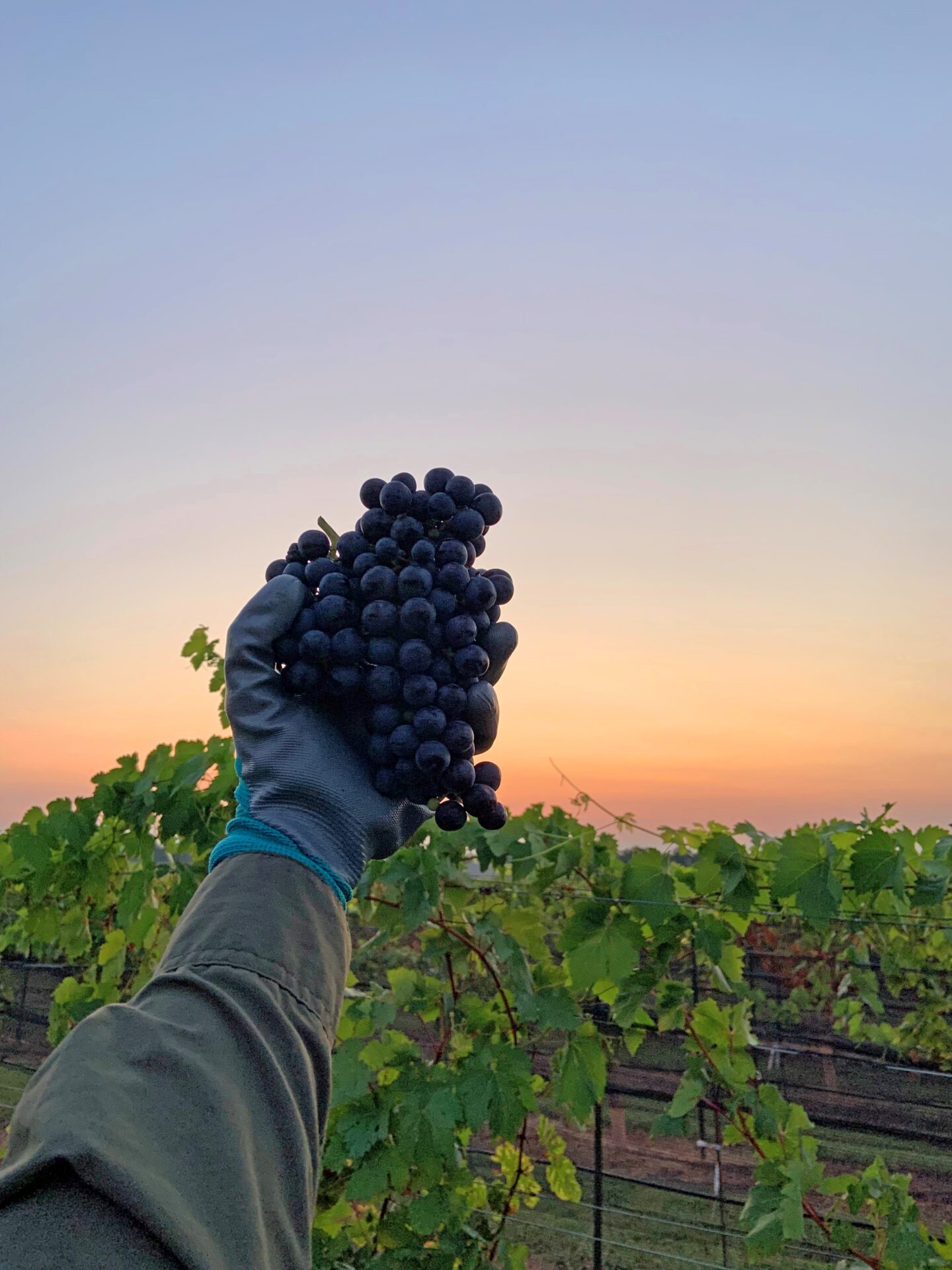 Pedernales Cellars Tempranillo from Kuhlken Vineyards