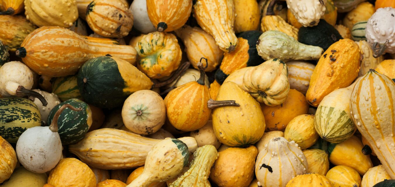 winter squash by ryan jacobs