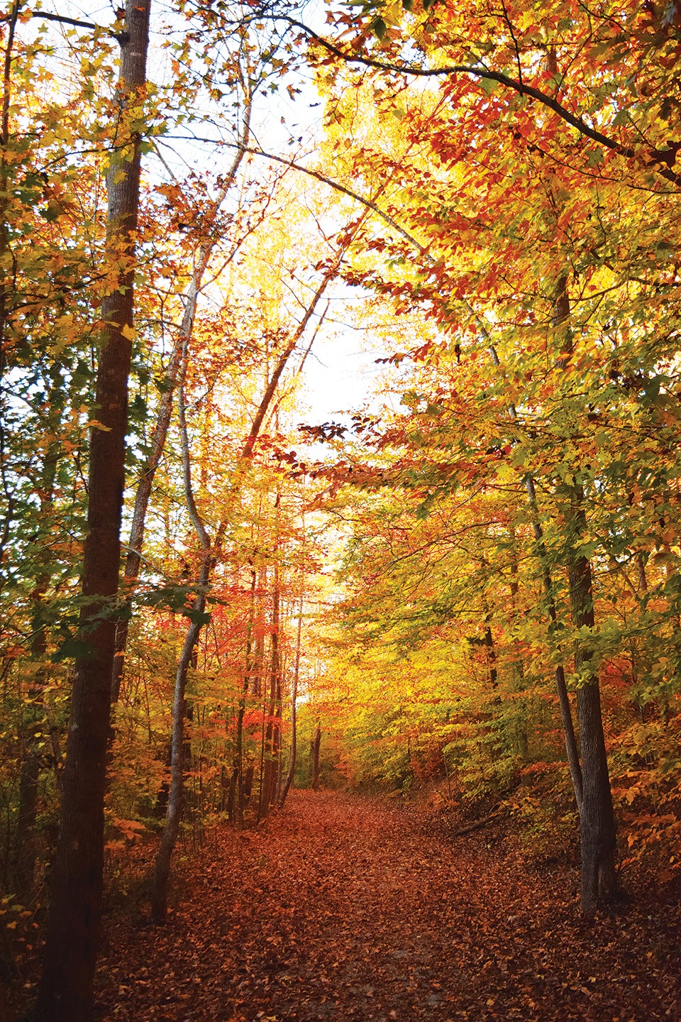 Deep River State Trail Fall
