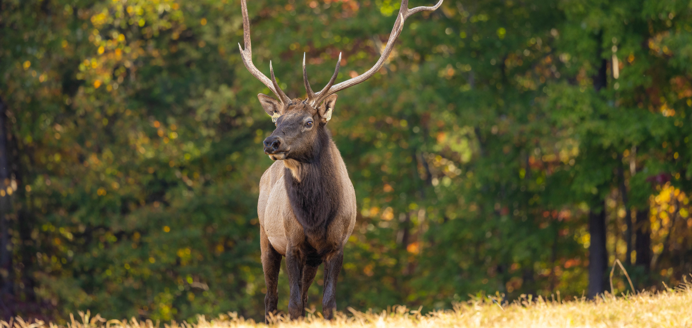 Elk NC Zoo