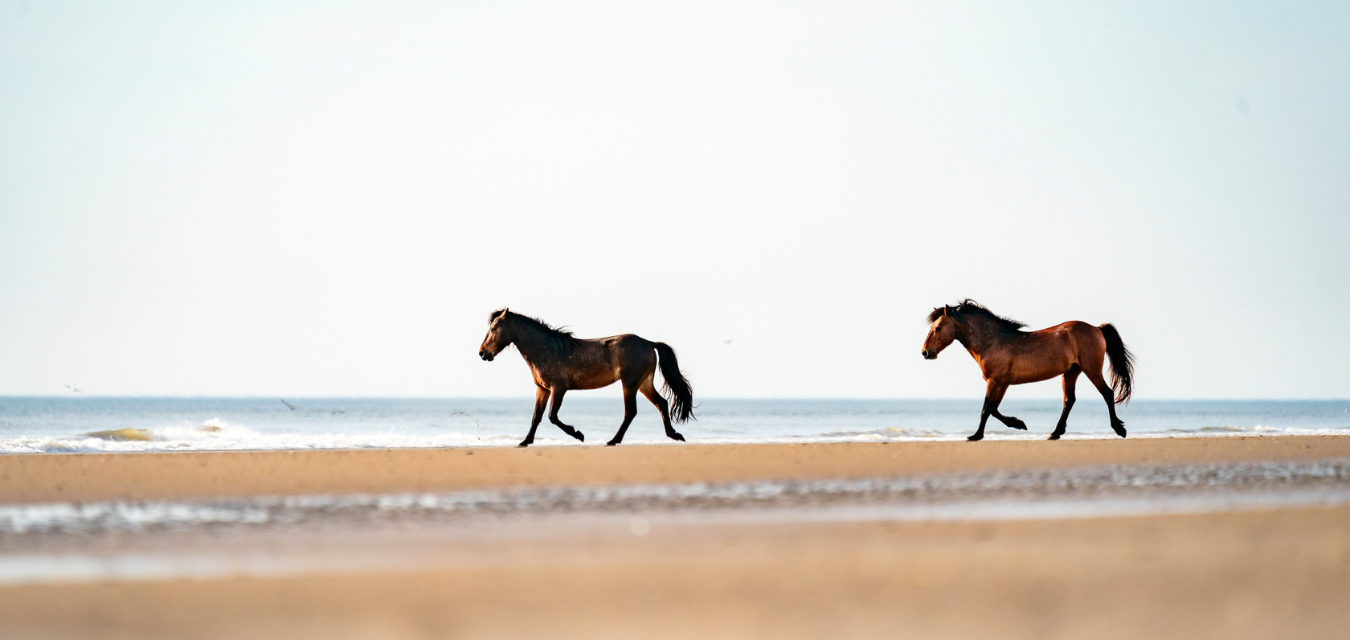 carova scenics beachdrive outer banks horses